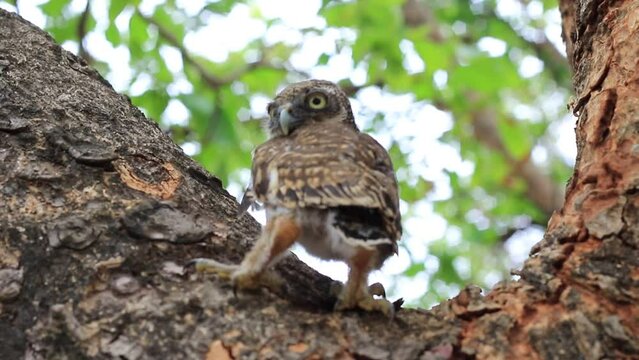 The little owl is a strigiform bird in the family Strigidae.