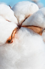 Macro shot of fluffy cotton ball - Cotton fields ready for harvesting 