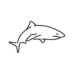 Shark color line illustration. Marine mammals.