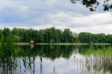 Fototapeta na wymiar beautiful lake view in windless weather with green reeds on cloudy day in summer