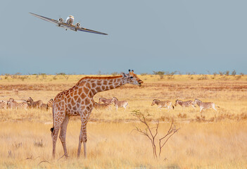 Vintage metallic propeller airplane in the sky - Giraffe walking in yellow grass on the Ethosa national park -  Group of Zebras on the yellow meadow - Namibia, Africa
