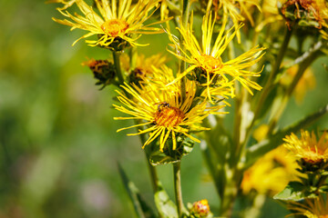 Yellow horse-heal herb flowers in ecological garden. Elecampane (Inula helenium) flowering plant. Elfdock medical blooms. 