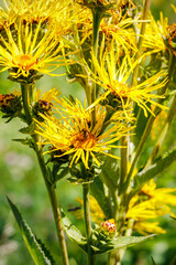 Yellow horse-heal herb flowers in ecological garden. Elecampane (Inula helenium) flowering plant. Elfdock medical blooms. 