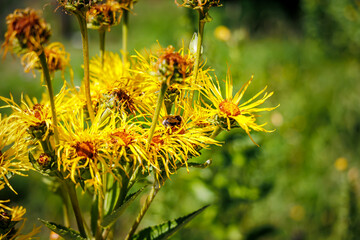 Yellow horse-heal herb flowers in ecological garden. Elecampane (Inula helenium) flowering plant. Elfdock medical blooms. 