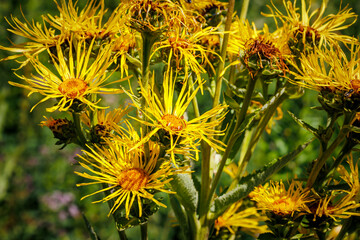 Yellow horse-heal herb flowers in ecological garden. Elecampane (Inula helenium) flowering plant. Elfdock medical blooms. 
