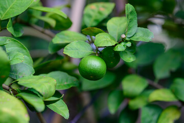 Green lime or lemon hang on the treee in the garden.