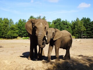 Obraz premium Mother elephant with calf. Elephants .