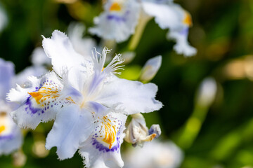 シャガの花クローズアップ