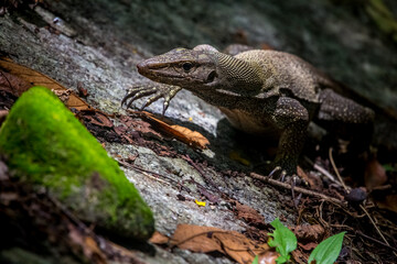 portrait of a  Water Dragon, Physignathus lesueurii