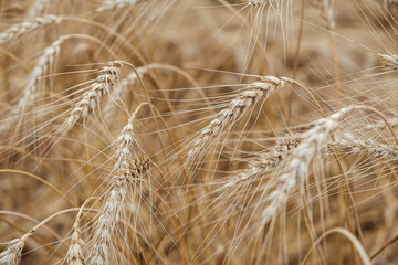 Fototapeta premium Rural landscape of a ripening harvest, Ripe wheat background close up