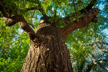 An upward shot of a big Neem tree. Uttarakhand India.