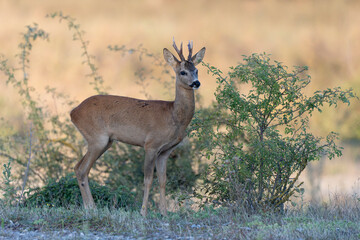 European Roe-Deer Capreolus capreolus in close-up