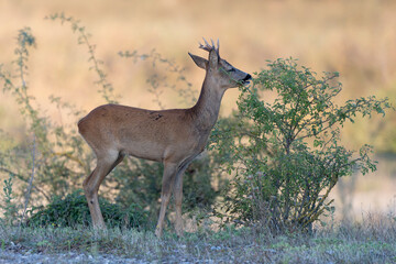 European Roe-Deer Capreolus capreolus in close-up