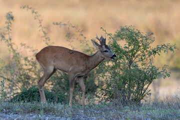 European Roe-Deer Capreolus capreolus in close-up