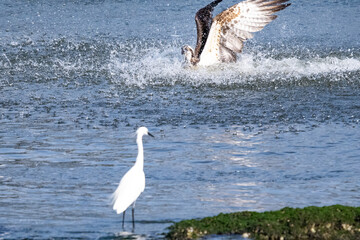 遠賀川河口で餌を探す白鷺とみさご