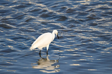 遠賀川河口で餌を探す白鷺