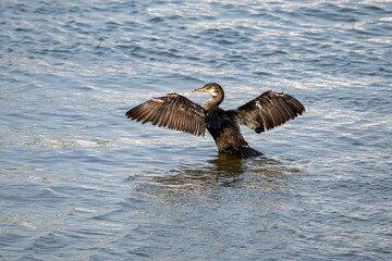 遠賀川河口で餌を探すウミウ