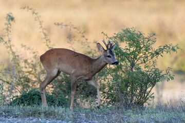 European Roe-Deer Capreolus capreolus in close-up