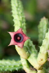 close-up of red dragon flower, huernia schneideriana, attractive succulent plant with erect and strongly toothed stem, soft-focus background