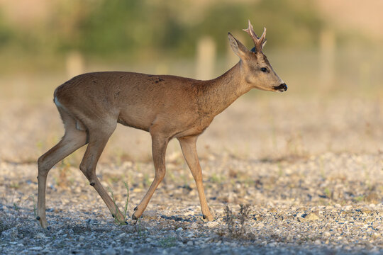 European Roe-Deer Capreolus capreolus in close-up