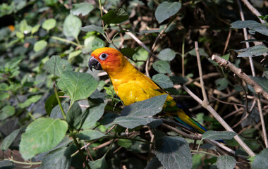 aratinga solstitialis. Yellow parrot Aratinga spiky. Bird on the tree