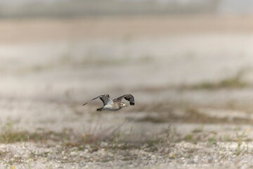 European stone curlew Burhinus oedicnemus in flight