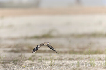 European stone curlew Burhinus oedicnemus in flight