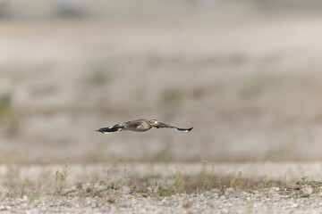 European stone curlew Burhinus oedicnemus in flight