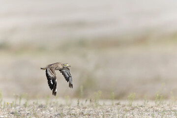 European stone curlew Burhinus oedicnemus in flight