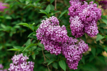 Lilac in the garden close-up copy space