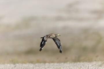 European stone curlew Burhinus oedicnemus in flight