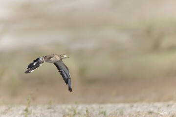 European stone curlew Burhinus oedicnemus in flight