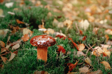Imleria badia - edible mushroom. Fungus in the natural environment. bay bolete, mushrooms on moss