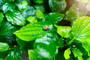 Close up view and flare of Monachoides vicinus. A little snail perched on wet Wildbetal leafbush...