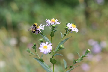Bumble bee collecting pollen from the Aster chamomile flower. Wild nature, summer meadow