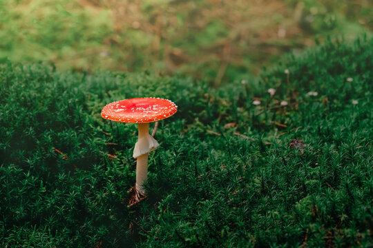Red Mushroom, Amanita Muscaria,  Fly Ageric or Fly Amanita in moss