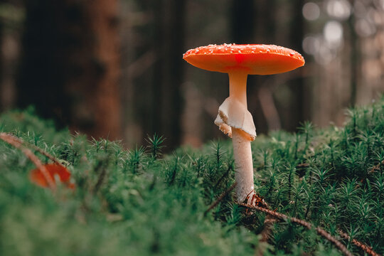 Red Mushroom, Amanita Muscaria,  Fly Ageric or Fly Amanita in moss