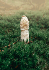Close-up of a common stinkhorn mushroom, phallus impudicus, growing in green moss