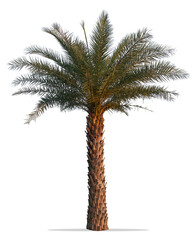 Palm tree isolated on white background