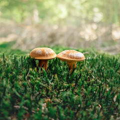 Imleria badia - edible mushroom. Fungus in the natural environment. bay bolete, mushrooms on moss