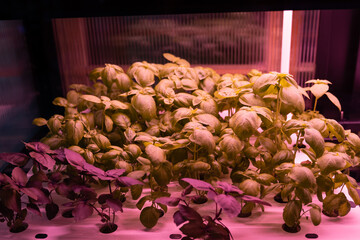 Eco organic modern smart farm. Vegetable green salad and basil growing in hydroponic system. Plant cultivated in hydroponic system with red phyto lamp. 