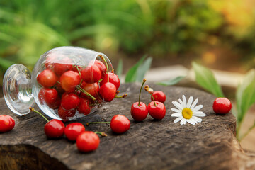  Cognac glass with ripe sweet cherries on wooden table. Berry in glass. Chamomile is next to wineglass