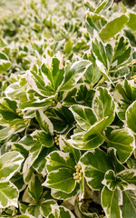 naturaleza castillo Edimburgo cielo colores flores verde antiguo ciudad
