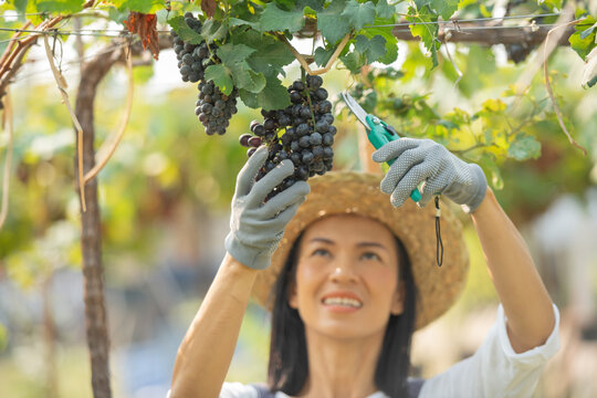 Red grape farm . Small family business. Happy smiling cheerful vineyard female wearing overalls and a farm dress straw hat,  selecting out the get size grapes ready for sale or for making wine.