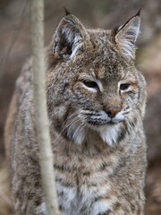 Portrait of an adult male Carpathian lynx, Lynx lynx carpaticus