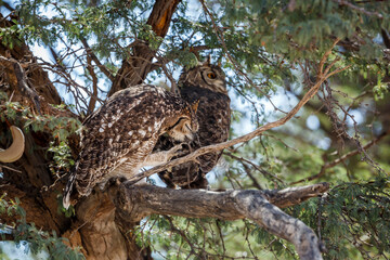 Couple of Spotted Eagle-Owl standing in a tree in Kgalagadi transfrontier park, South Africa; specie Bubo africanus family of Strigidae