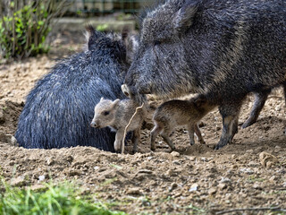 A pair of Chacoan peccary, Catagonus wagneri, with two young,