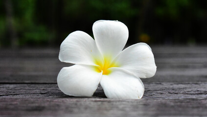  flower that blooms and is naturally beautiful	