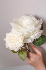 rosa blanca flor verde blanco hojas plantas flores flor planta