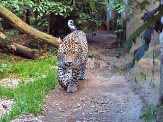 A male Persian Leopard, Panthera pardus saxicolor, on his regular patrol of his territory.